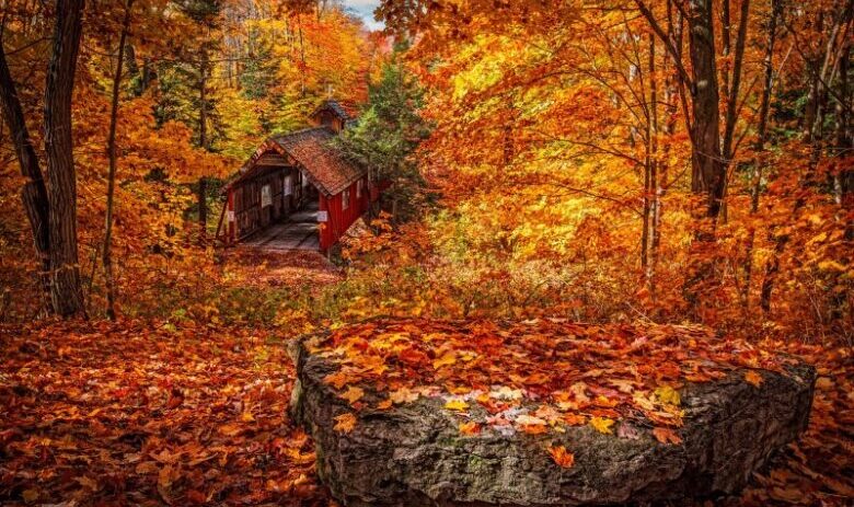 秋の紅葉